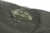Pyritized Triarthrus Trilobite With Eggs & Ovarian Network! #293173-2
